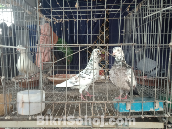 রেসার ১ জোড়া, কালদম একজোড়া, গিরিবাজ একজোড়া, ফ্যান্টেল